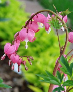 Bleeding heart