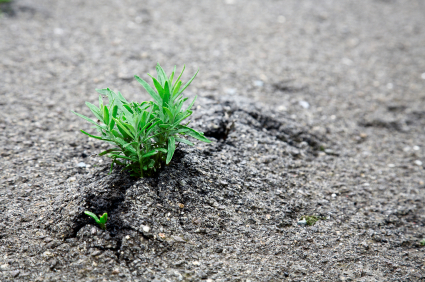 Plant growing through asphalt